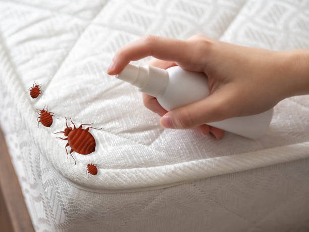 Best Flea Control Services  in West University Place, TX